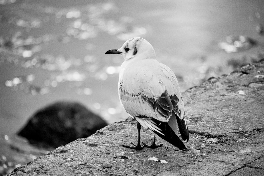 Photograph by Sandor Zoltan Gal