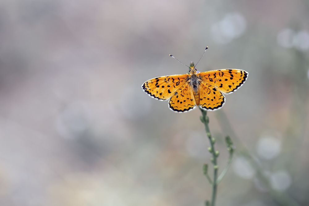 Melitaea arduinna