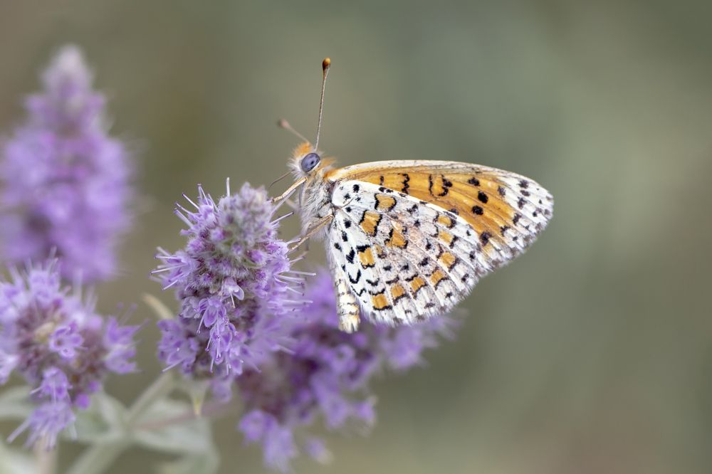 Melitaea arduinna