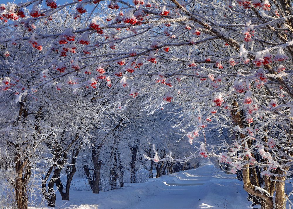 Photograph by lora_pavlova