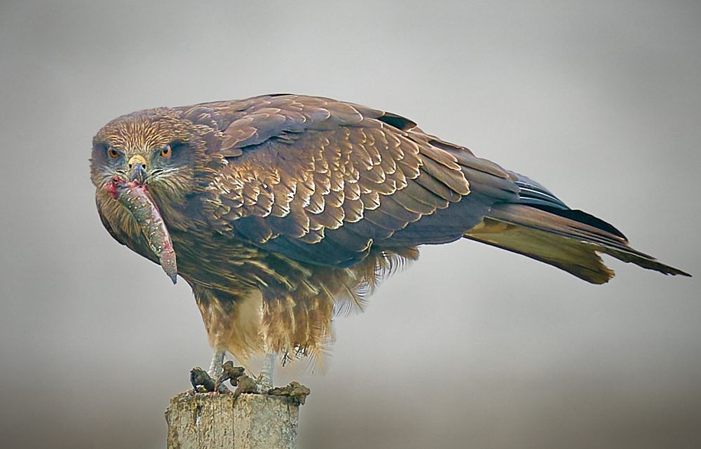 Фотография автора Maurice Leung