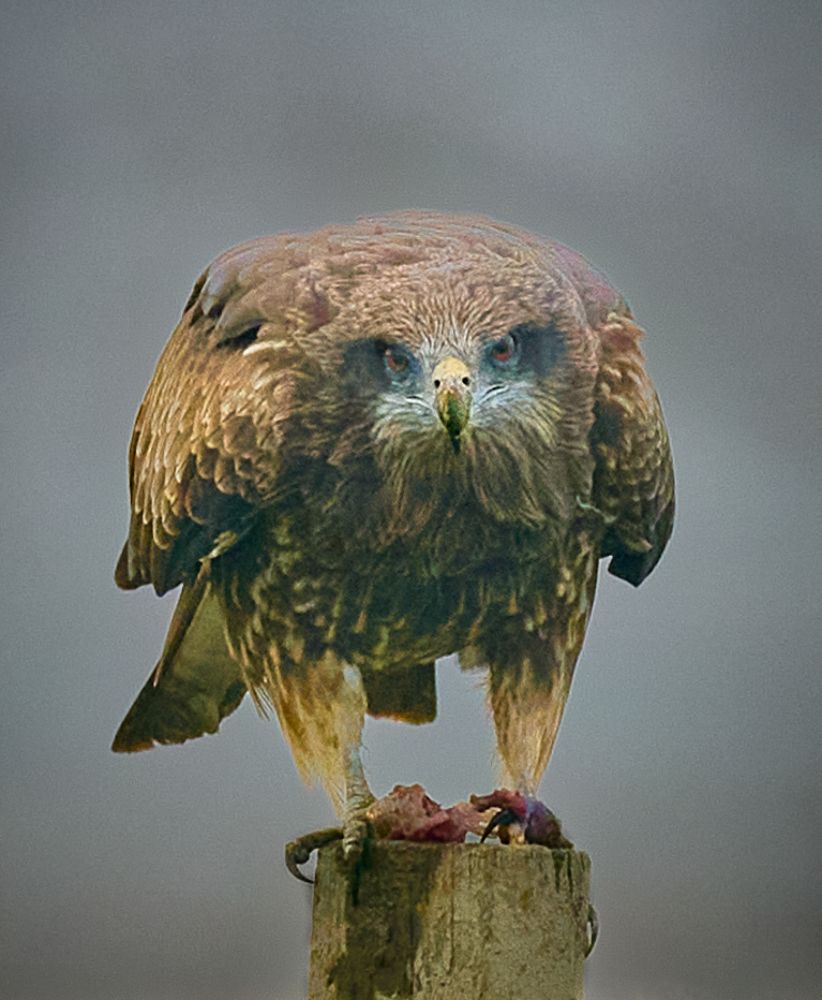 Фотография автора Maurice Leung