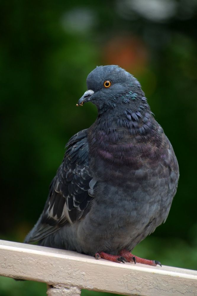 Дикий животный мир