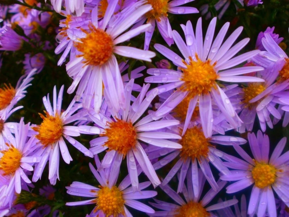 Photograph by Анастасия Игошина