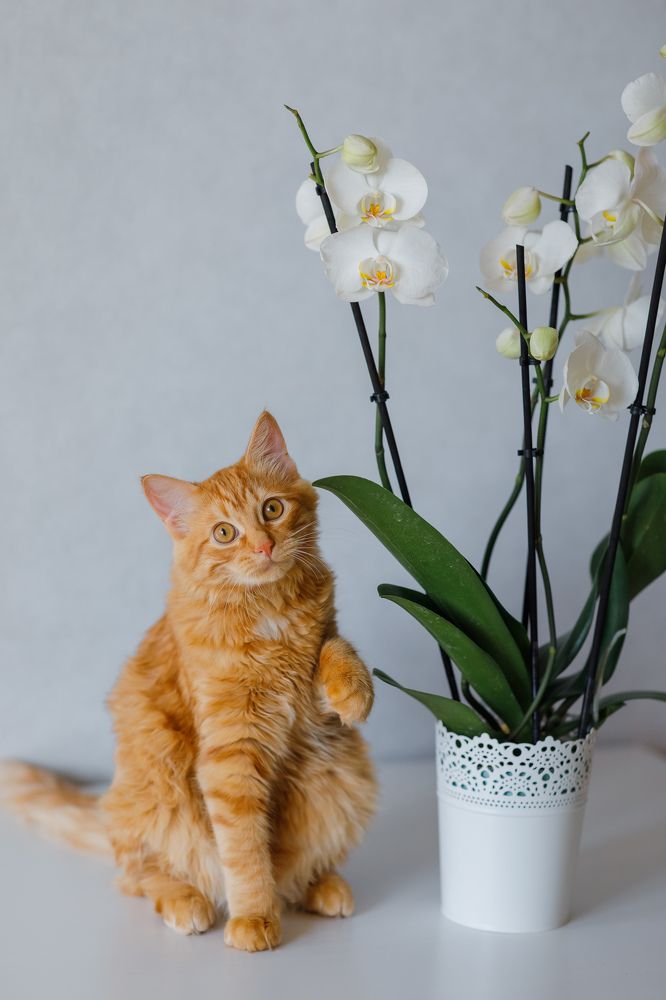 Photograph by Сонила Ужва