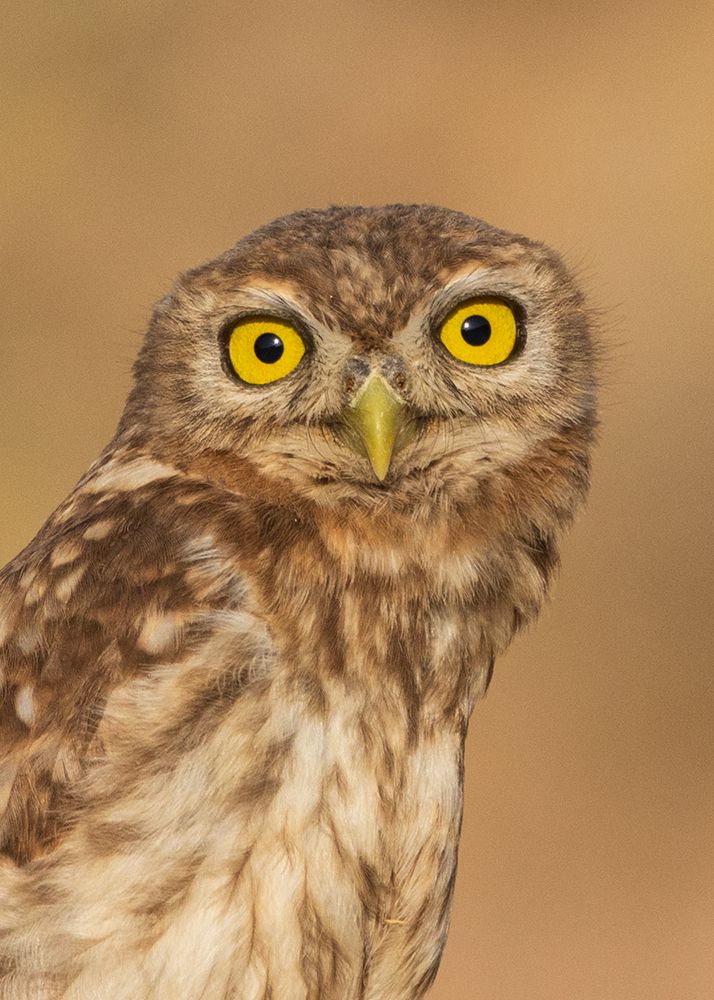 Photograph by sajjad saadat