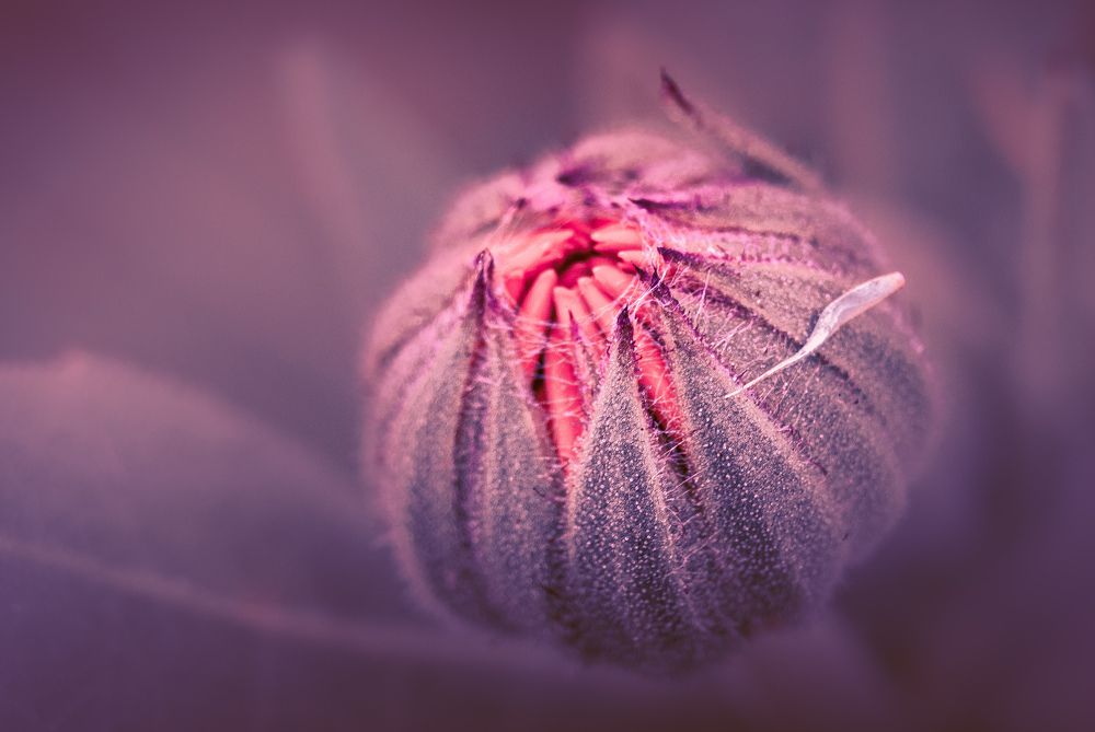 Photograph by Галина Суровицкая