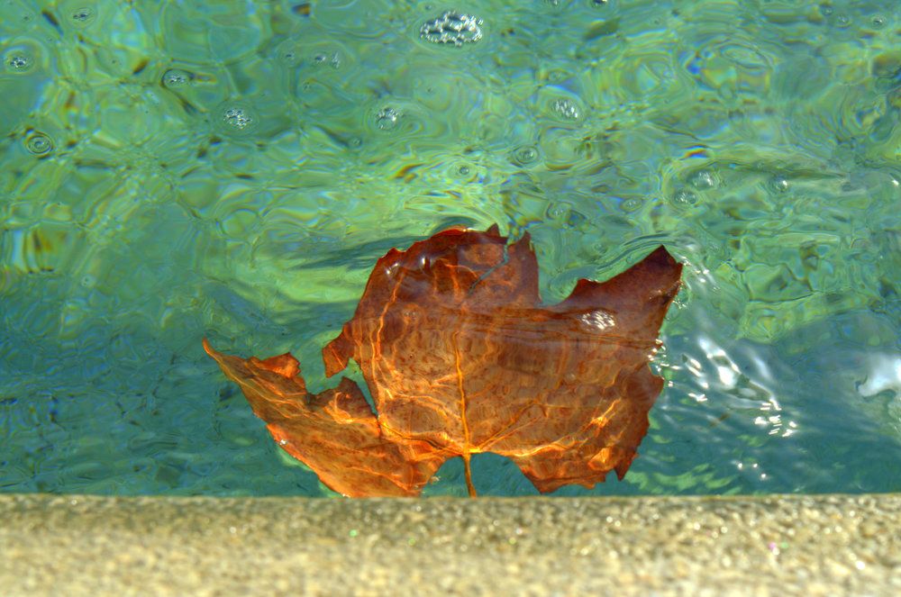 AUTUMN LEAF IN THE FOUNTAIN
