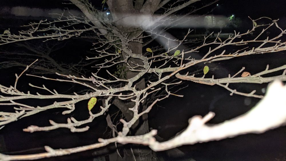 Фотография автора Darling Varma