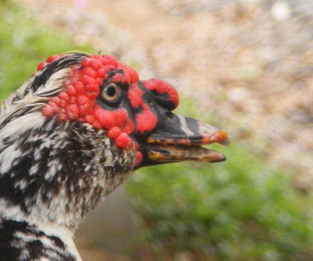 Photograph by Lokuge Sanuth