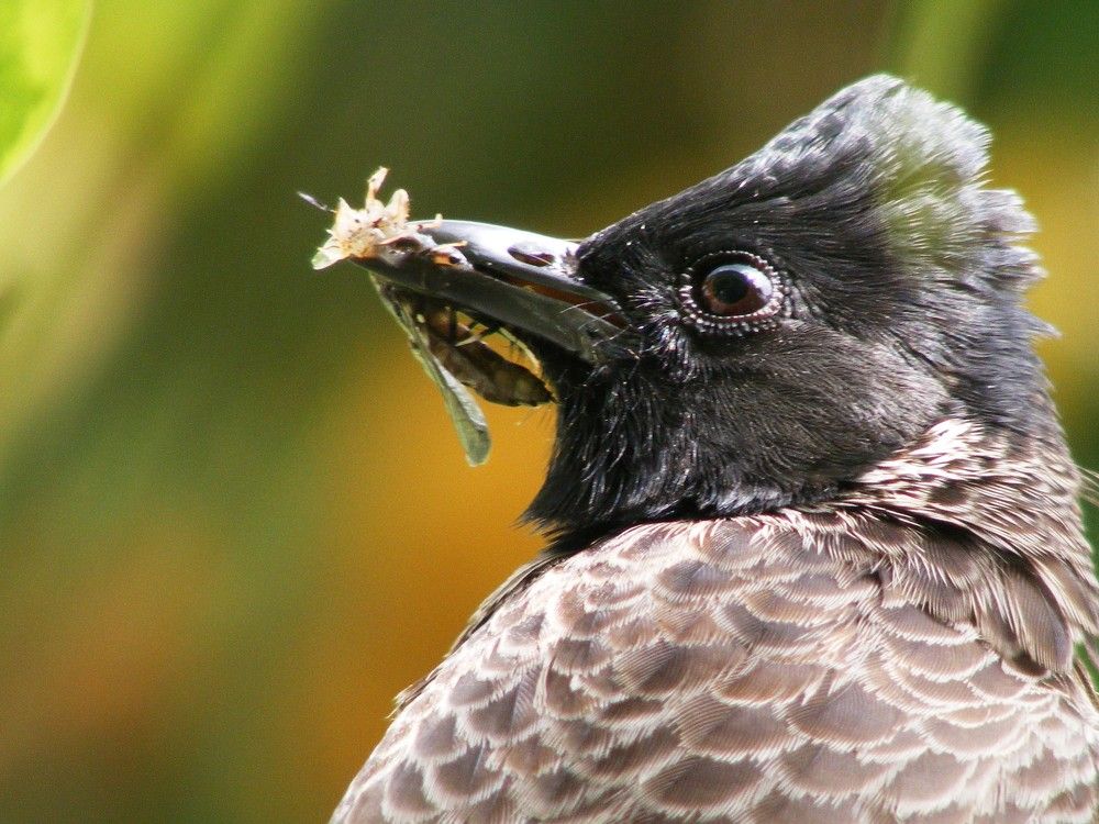 Photograph by Lokuge Sanuth