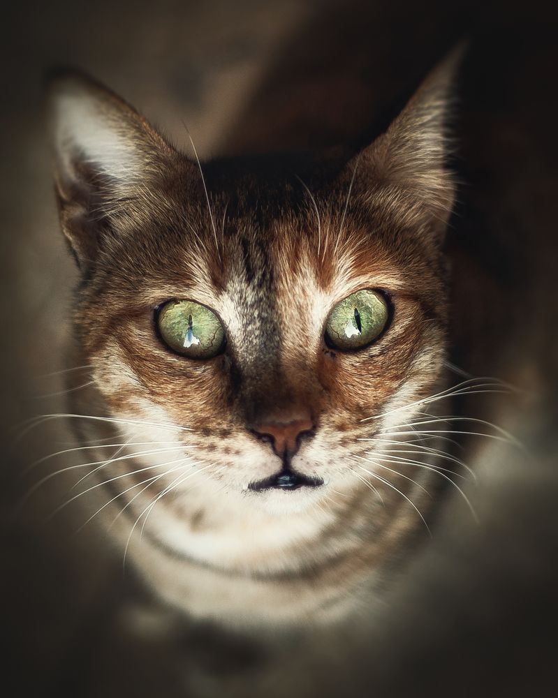 Фотография автора Nasr Khaled