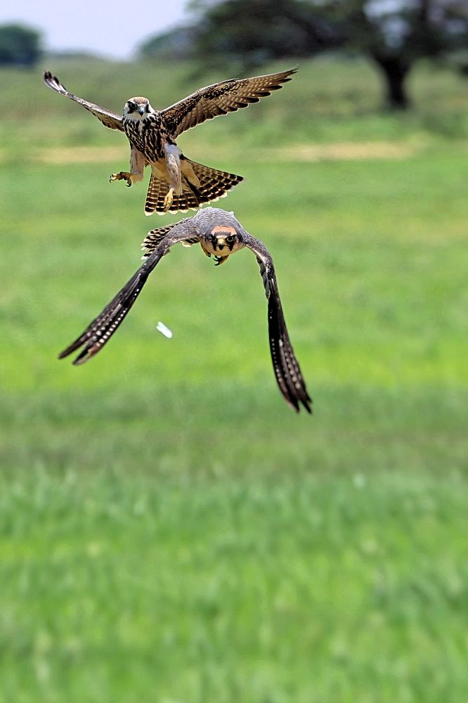 Photograph by Jacques Nel