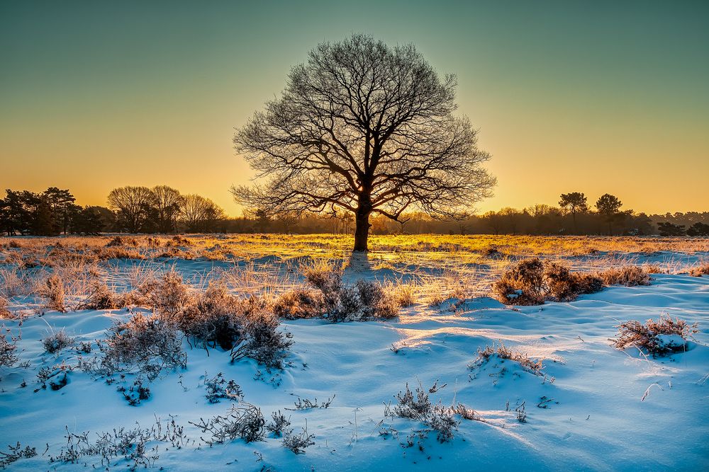 Photograph by Peter Zendman