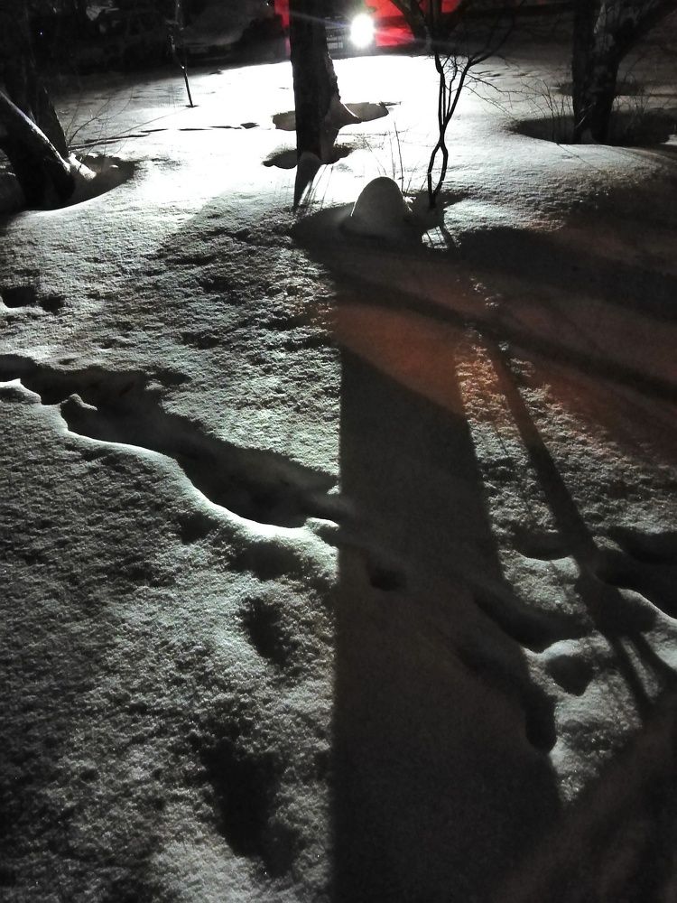 Ночной дозор