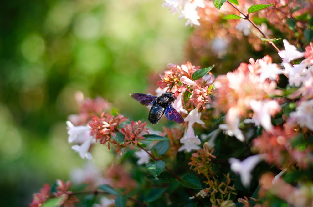 Пчела-плотник