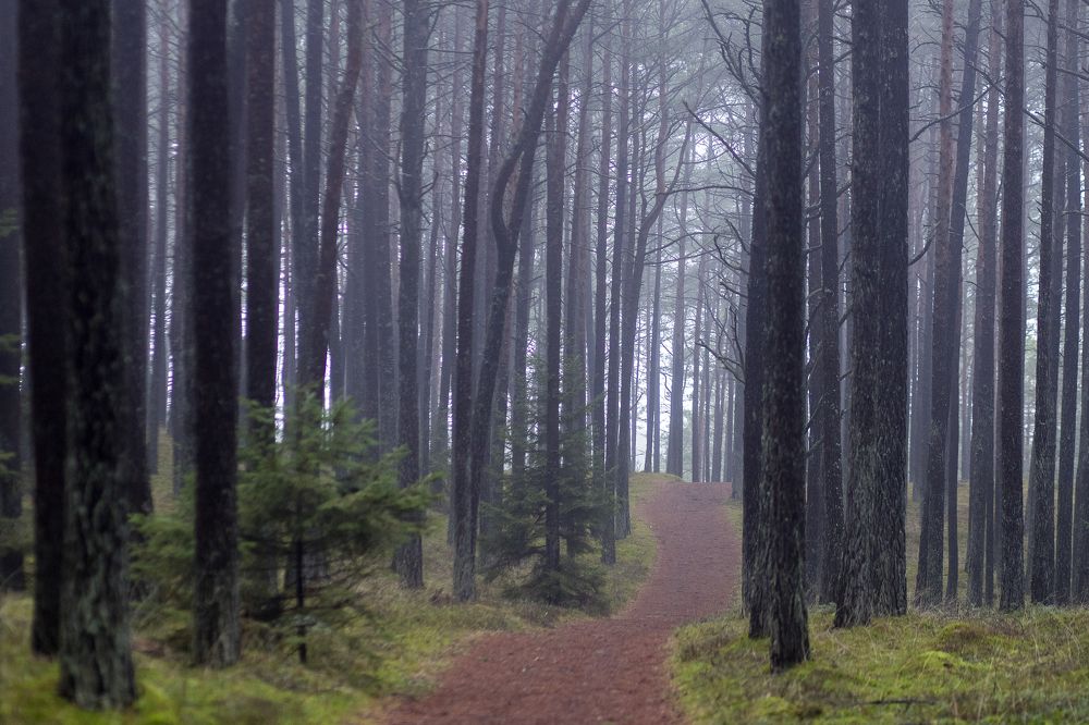 Photograph by Rolandas Valančauskas