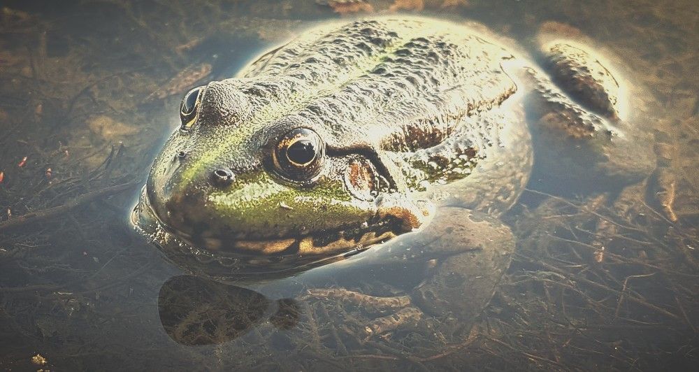 Photograph by Дмитрий Коршак