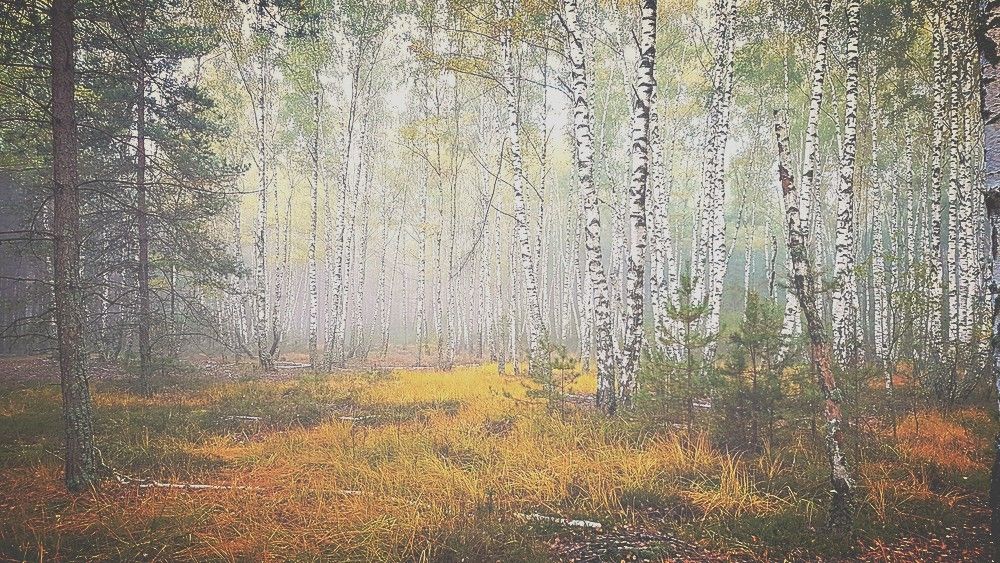 Photograph by Дмитрий Коршак