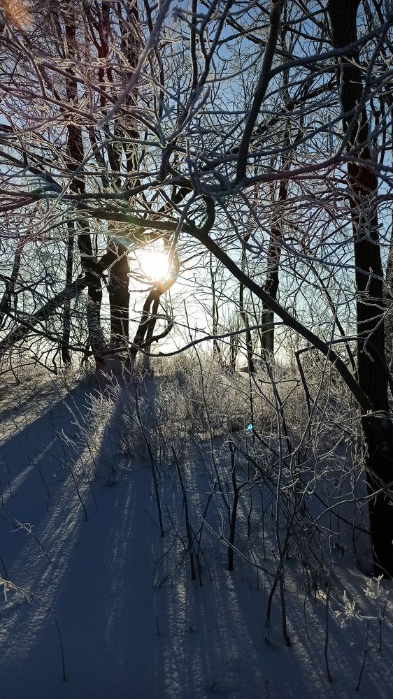 Морозные метаморфозы