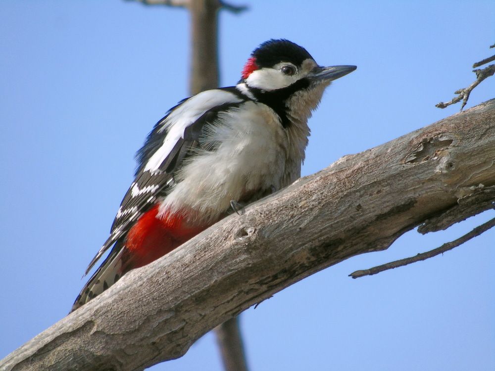 Пестрый дятел