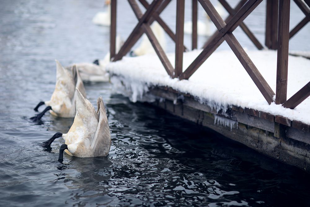 Photograph by Шаталина Оксана