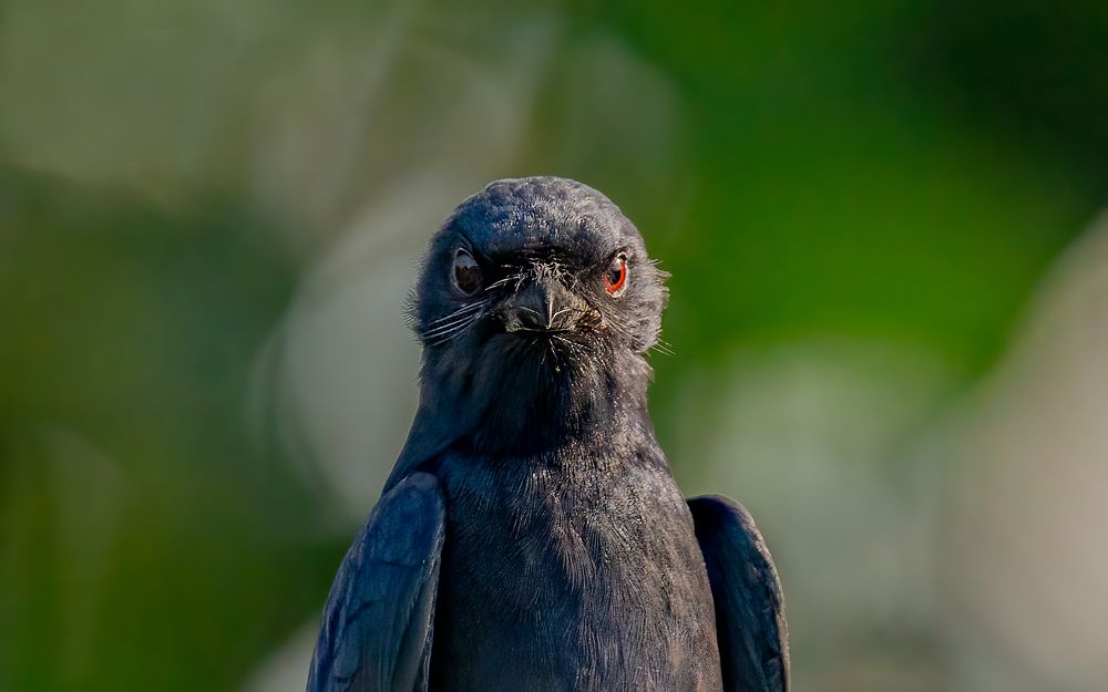 Фотография автора Paul Manjooran