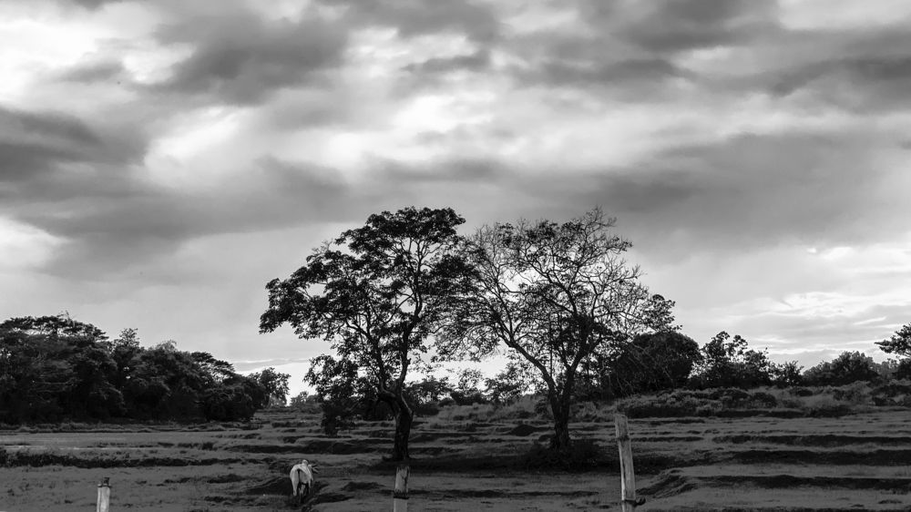 Photograph by Mary Ann Cai