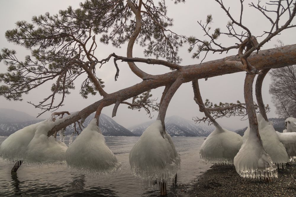 Тишина. Алтай. Телецкое озеро в январе