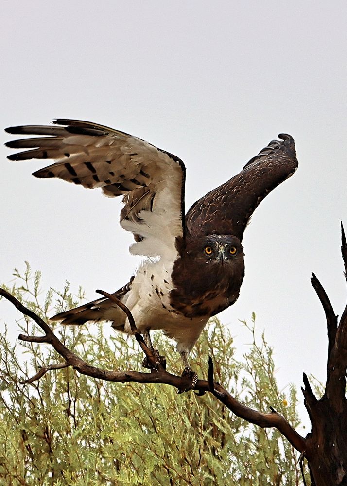 Photograph by Jacques Nel