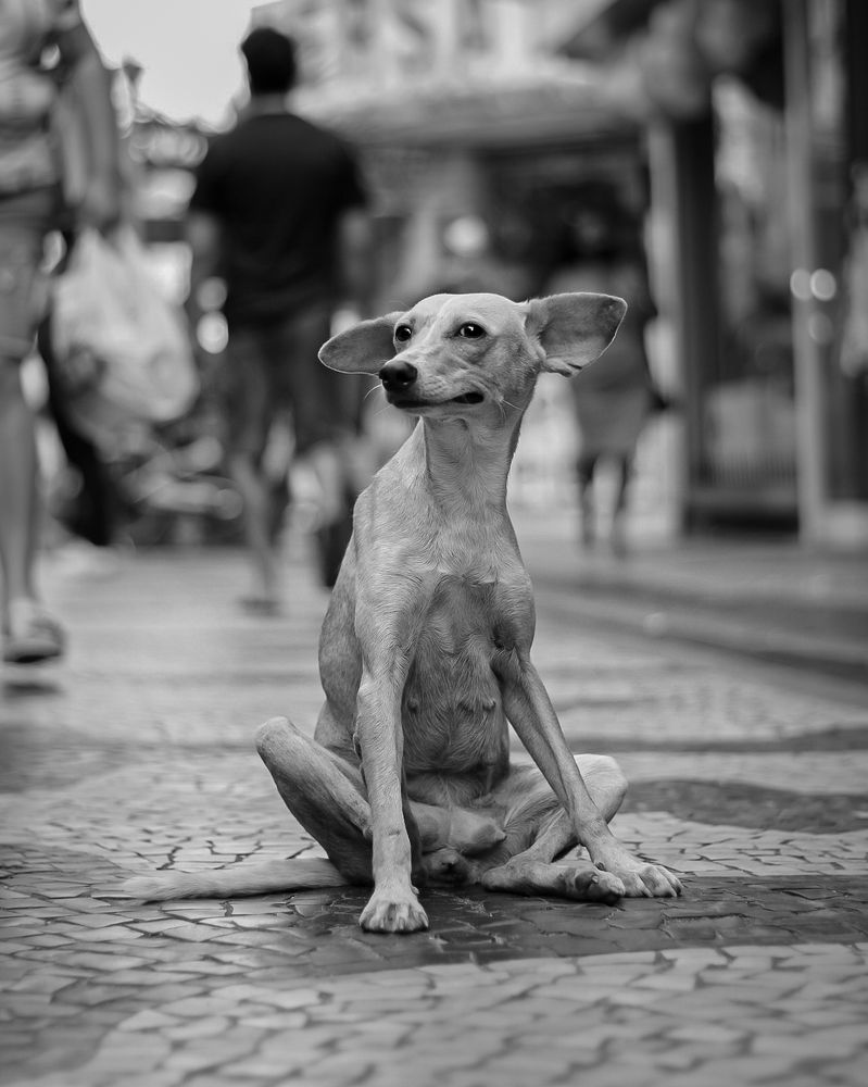 Street Dog