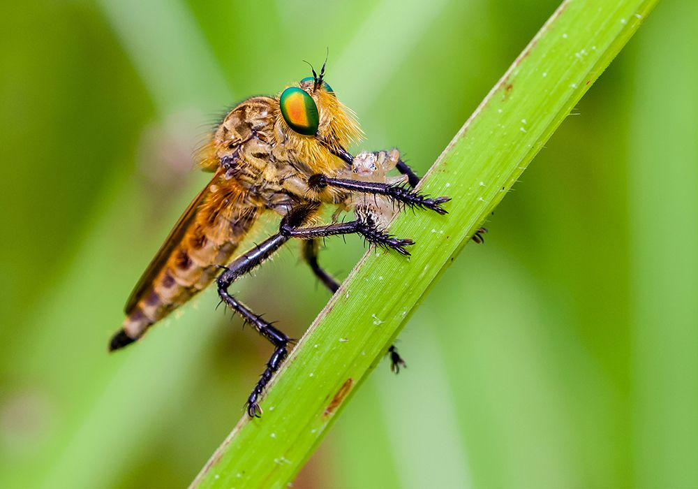 Photograph by Deviprasad Rao