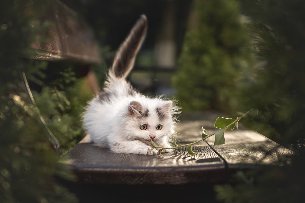 Photograph by Ирина Леонова