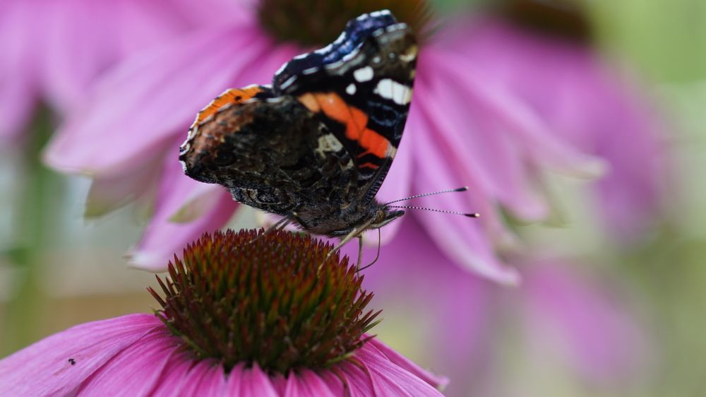 Photograph by  Kelli