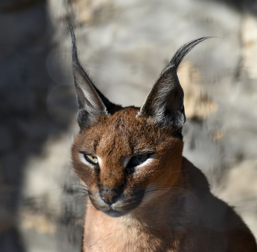 Photograph by Ирина Рыжая