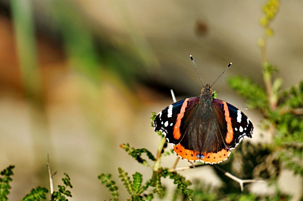 Photograph by Arkady Sandler