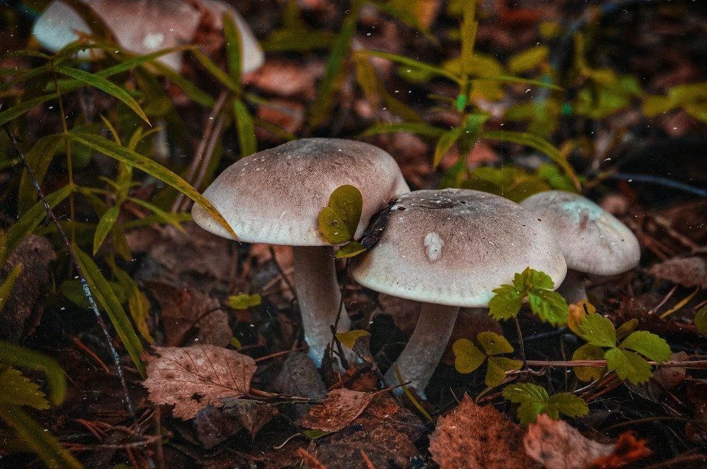 Photograph by Анна Каменева