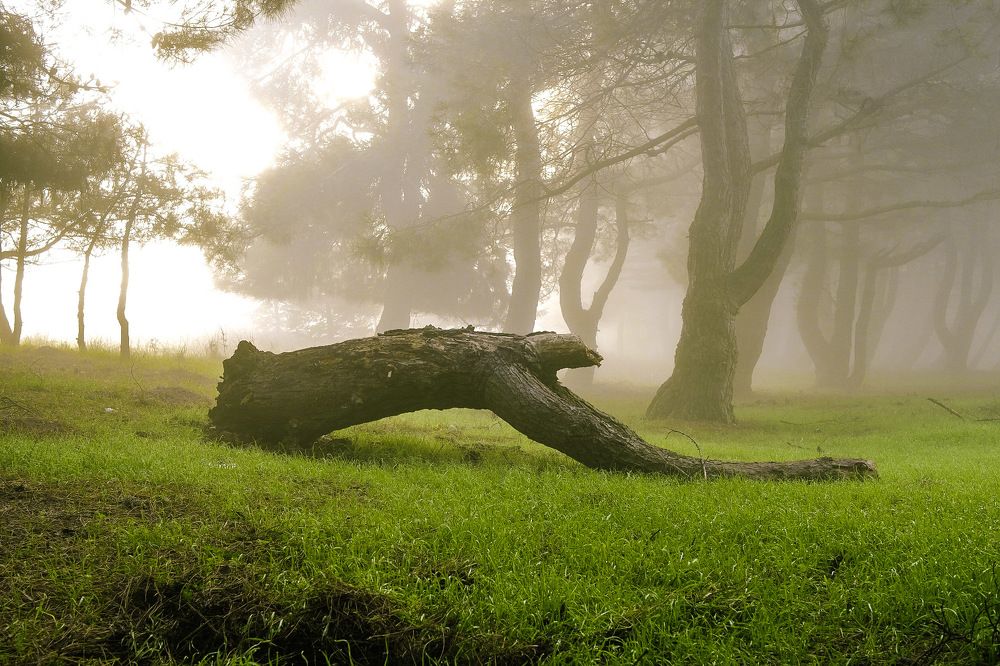 Photograph by Efraim DONMEZ