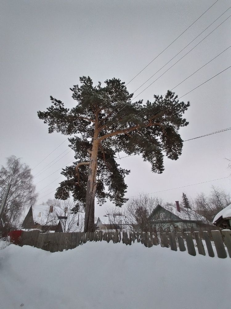 Дерево детства