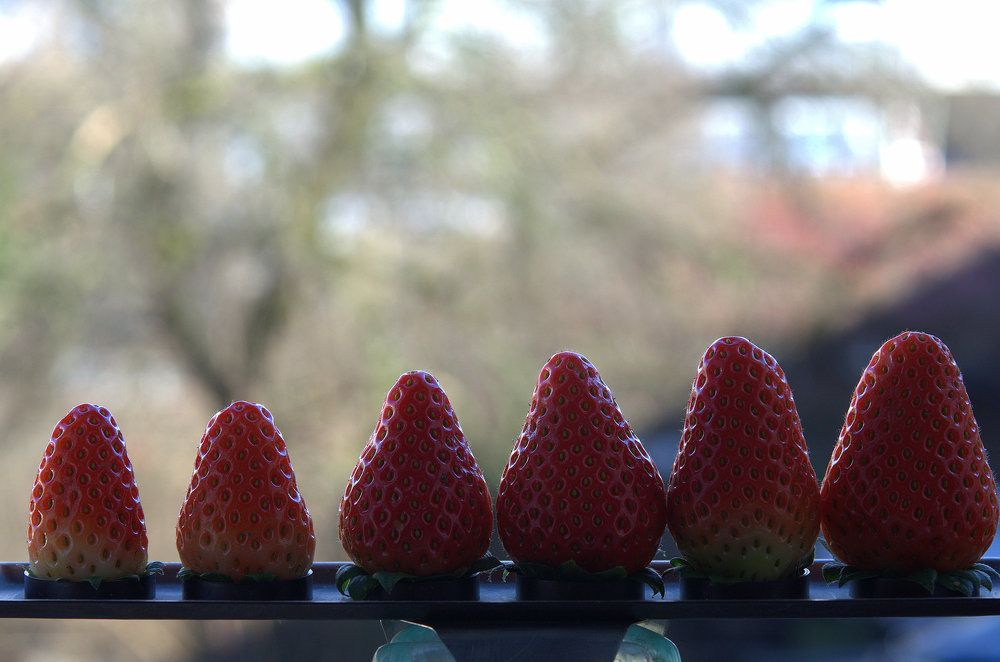 STRAWBERRY FIELDS FOREVER