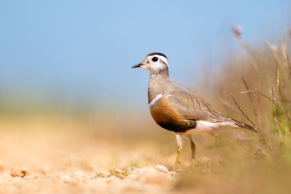 Eurasian Dotterel