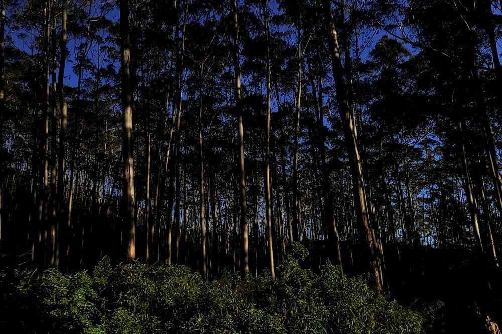 Photograph by Chamara Sulakkhana Polwatta Siriyalage