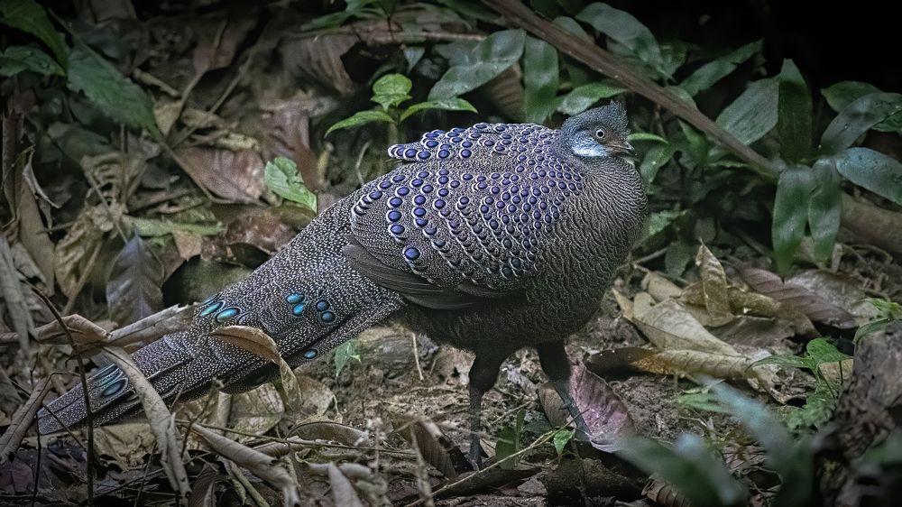 The most Illusive...