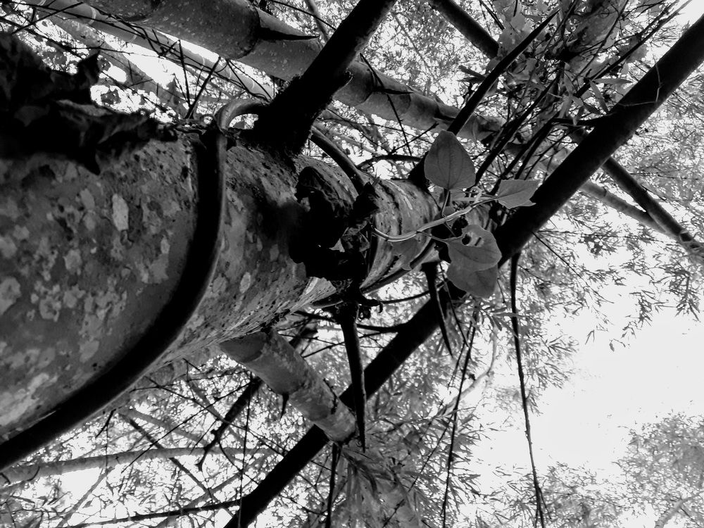 Evidenciando el bambu angustifolia.