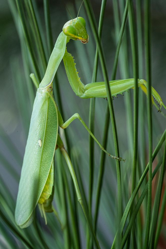 Богомол на сосне