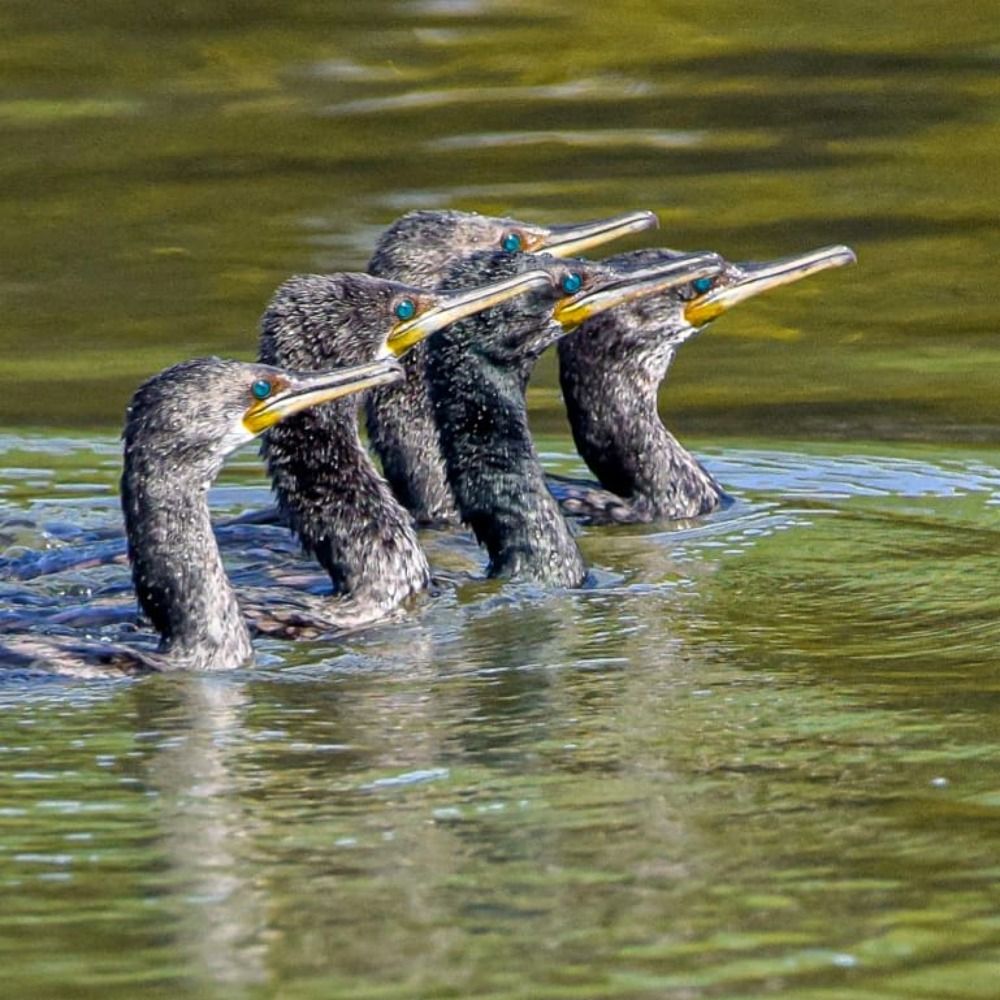 Photograph by Saranjith Vydia