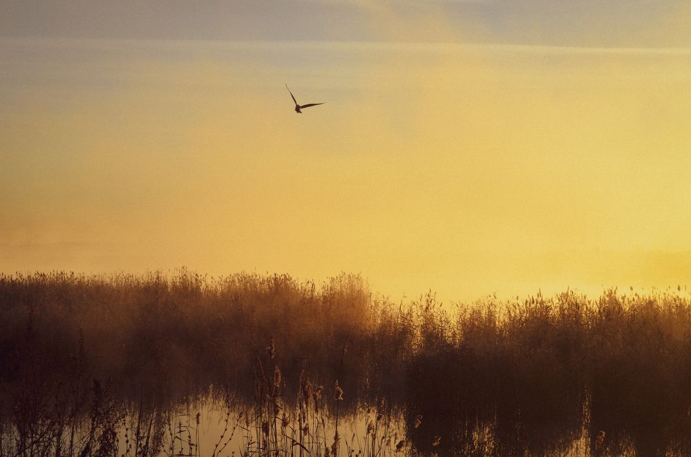 Photograph by Настя Орлова