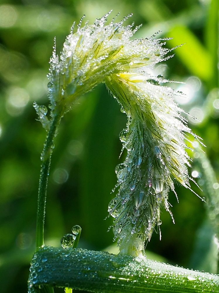 Тимофеевка в росе