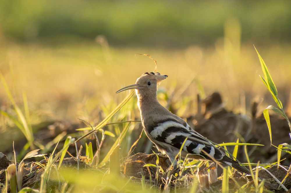 Photograph by mayur shrimali