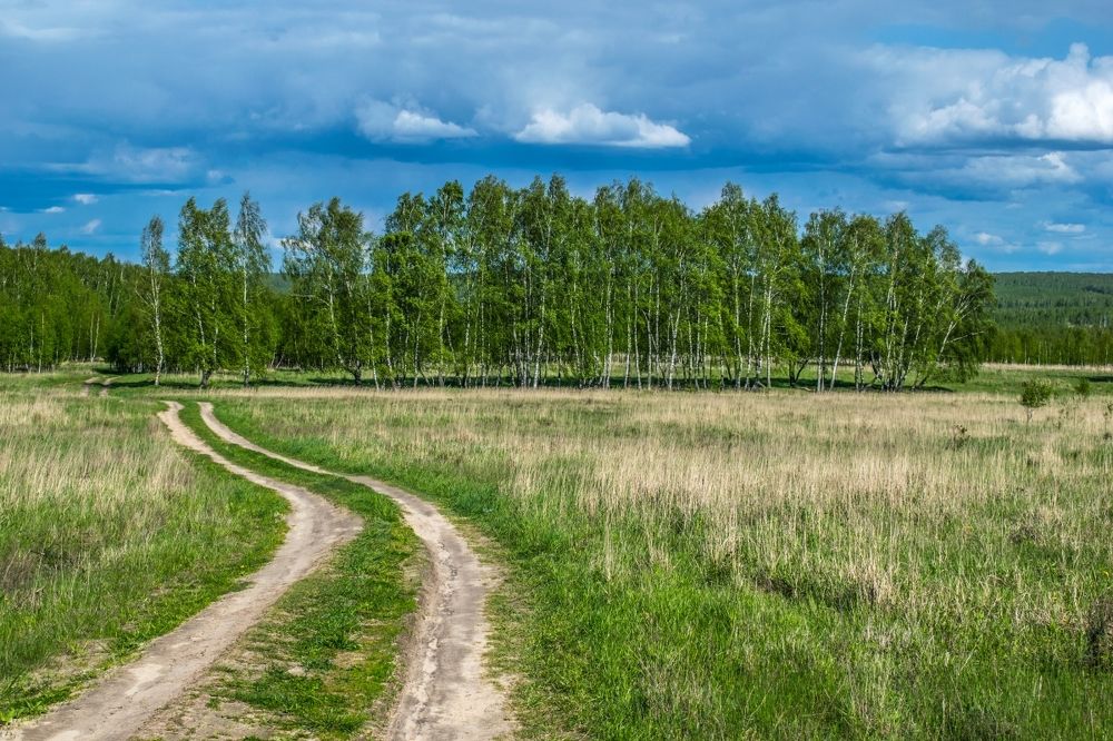 Молодые берёзы